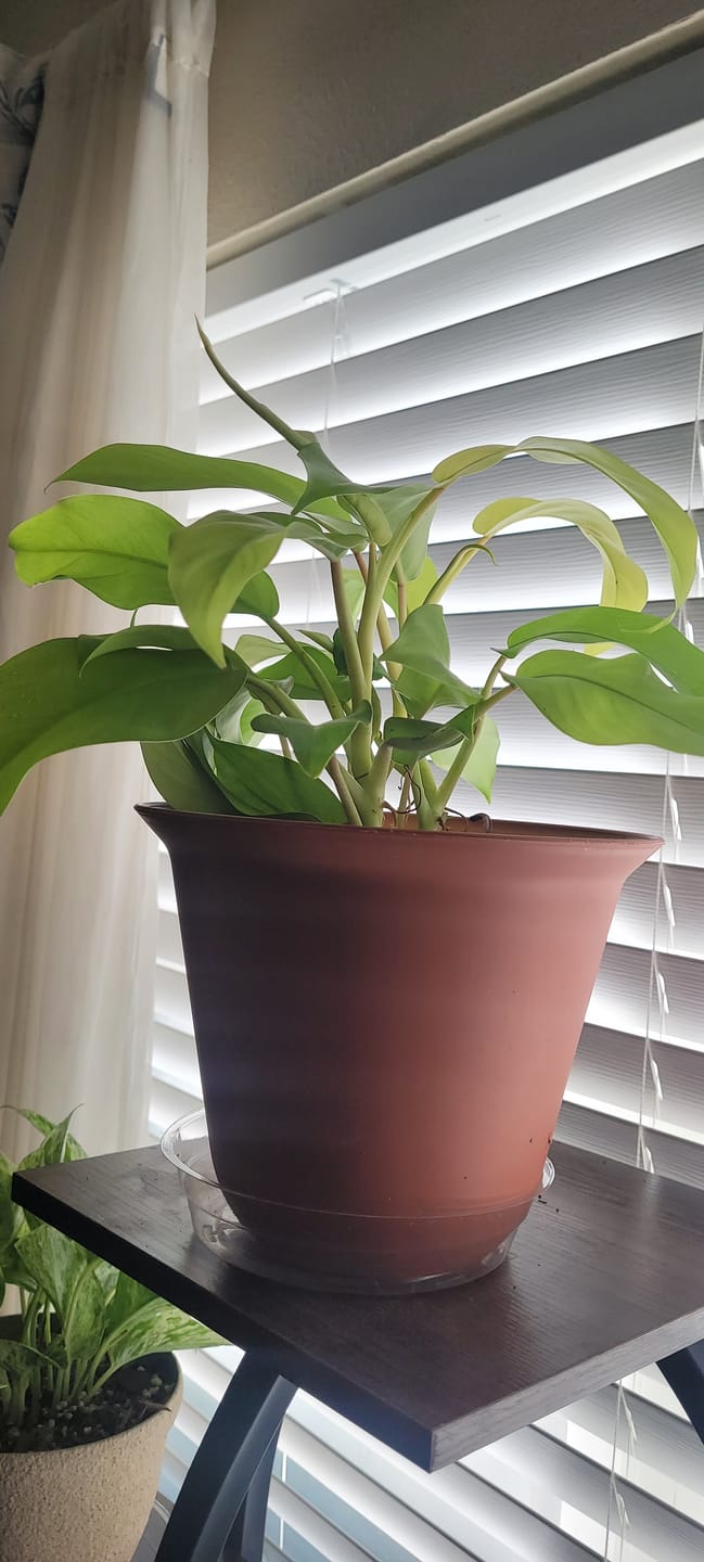 Customer photo review of Philodendron 'Lemon Lime' Upright Vining