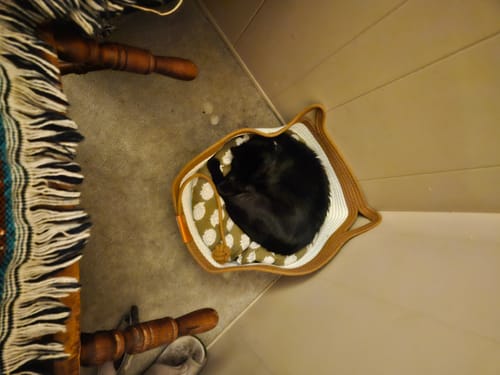 Customer photo review of Instinct Basket | Handwoven & Chemical-Free Cat Territory