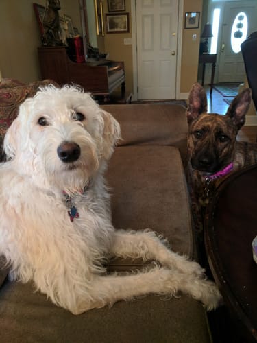 Customer photo review of DE-01 Dental Dogbiotic