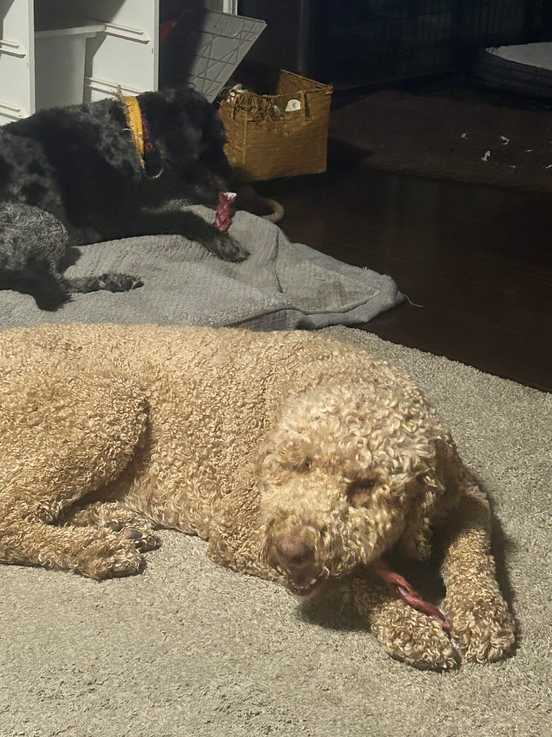 Customer photo review of 12 Inch Thick Braided Bully Stick