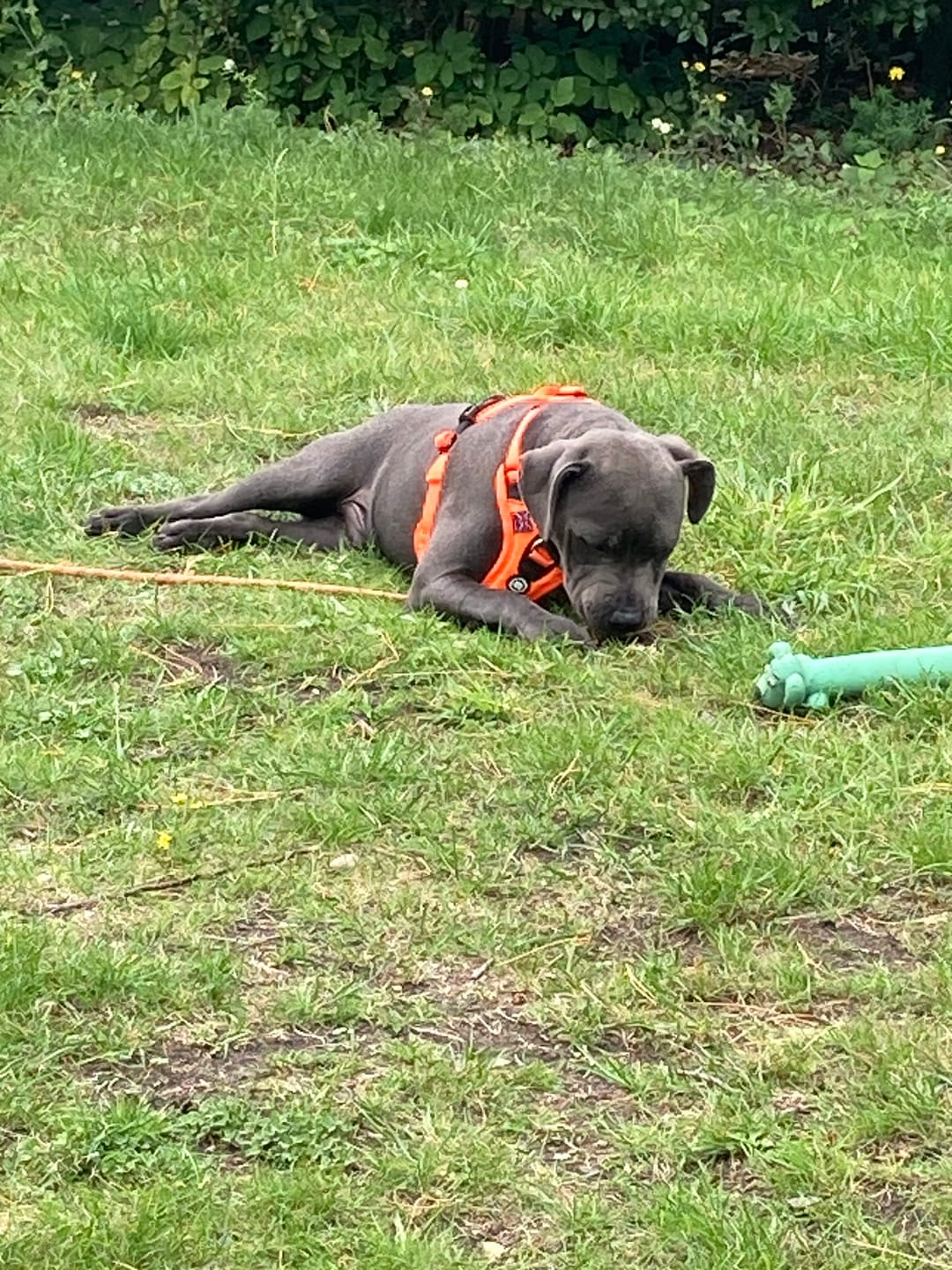 Customer photo review of Anti Pull Hurricane Harness - With Handle - Orange