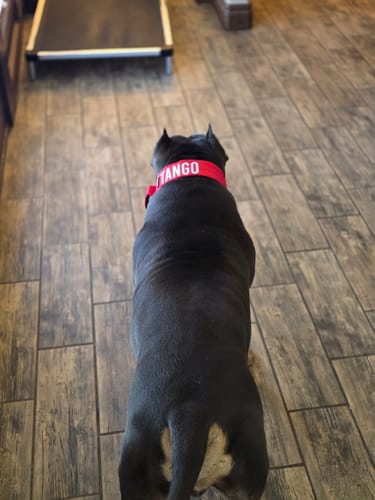 Customer photo review of Bully Proof Set Leash + Collar