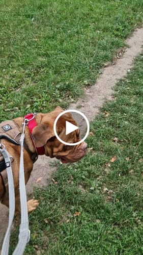 Georgina C. review of 5cm Slip on Collar | Foam Padded - Red image 1 out of 1