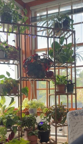 Customer photo review of Fungus Gnat Death Drops