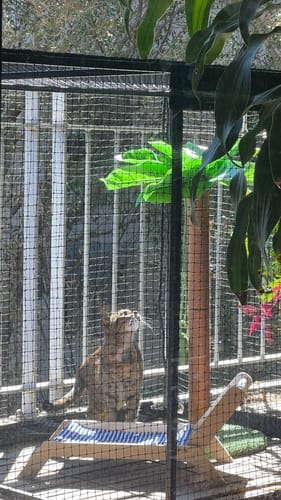 Customer photo review of The Cat Cabana Cat Enclosure 2.2m