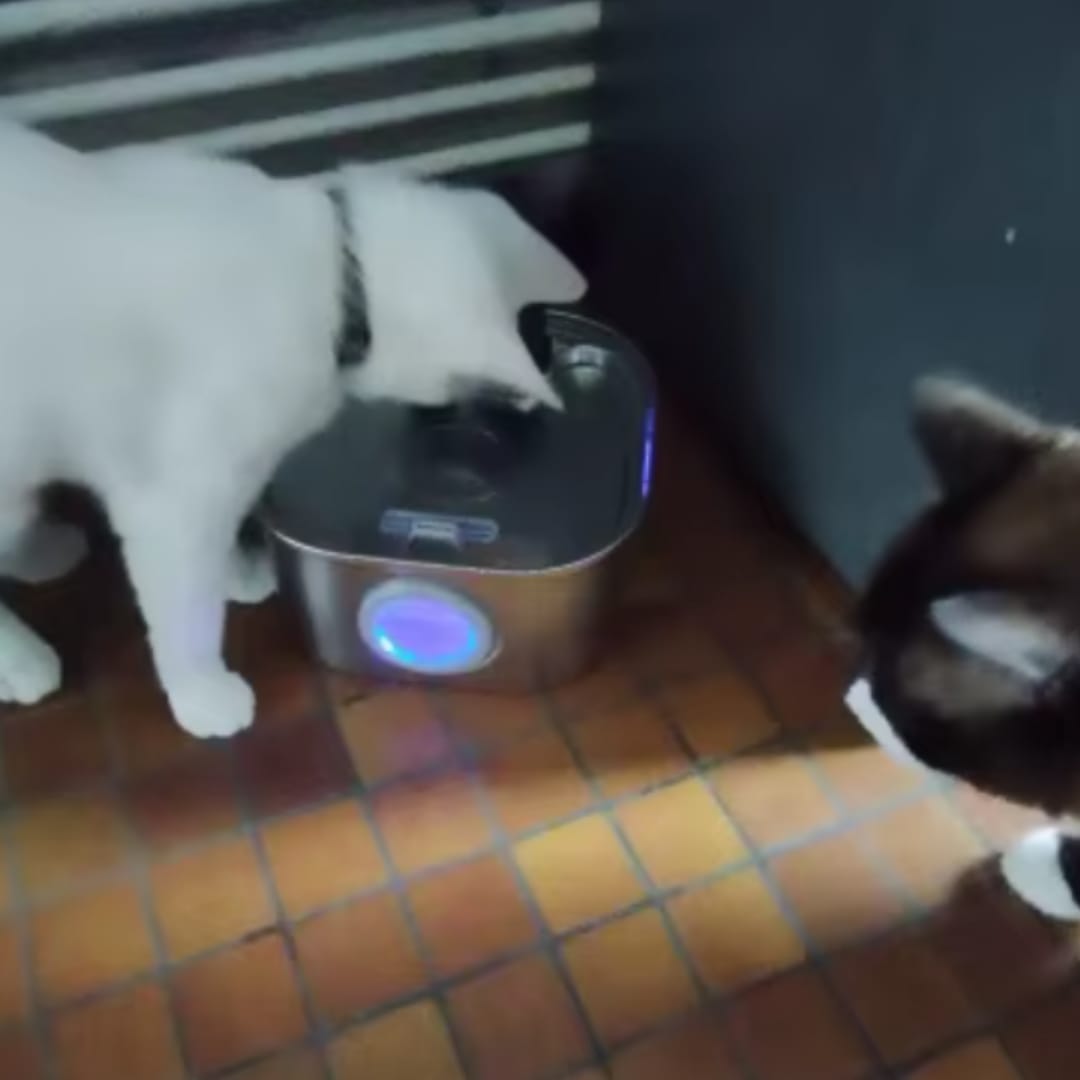 Customer photo review of PfotenBrunnen™ - Der automatischer Katzenwasserspender