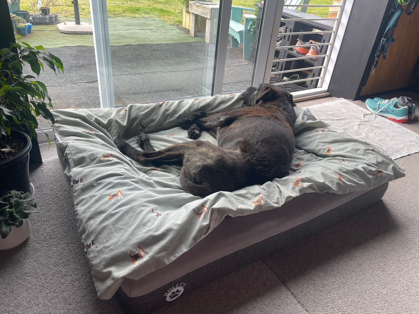 Customer photo review of Orthopaedic Memory Foam Bed