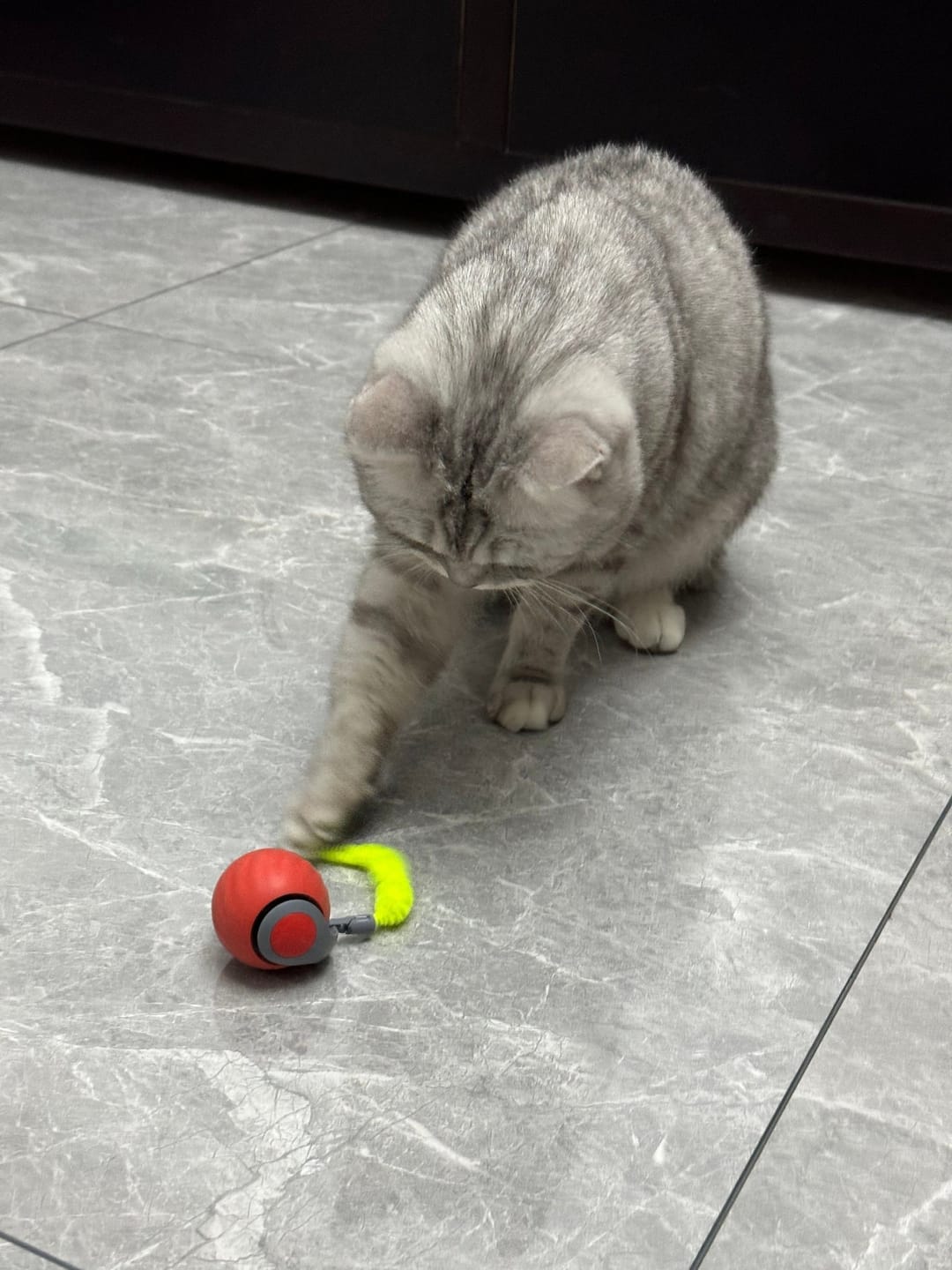Customer photo review of Zoomball 2.0 - Houdt katten actief en speels