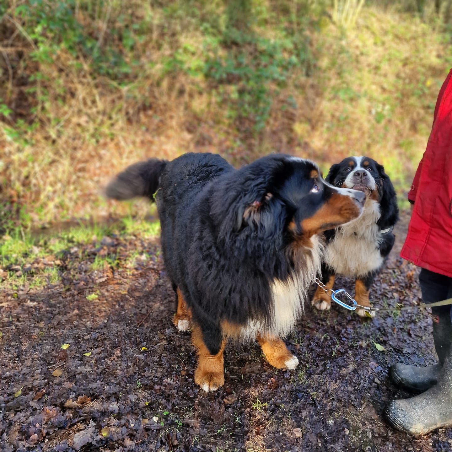 Customer photo review of Total Urinary Care Supplement For Dogs