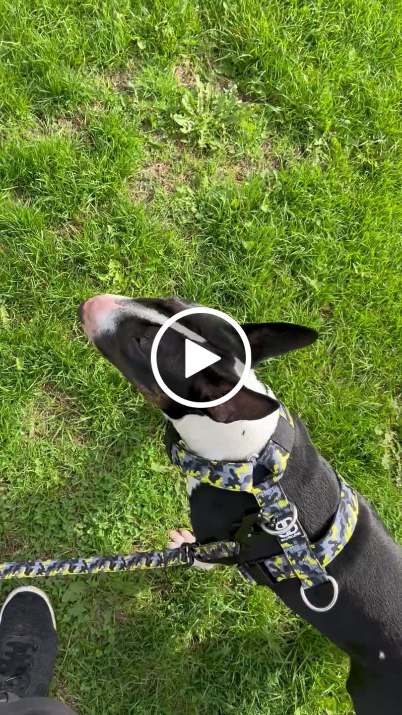 Customer video review of 1.4m Swivel Combat Lead | Anti-Tangle & Secure Clip - Lightning
