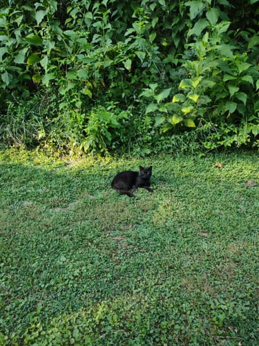 Customer photo review of GCP Flea & Tick Natural Defense for Cats - 100 Soft Chews