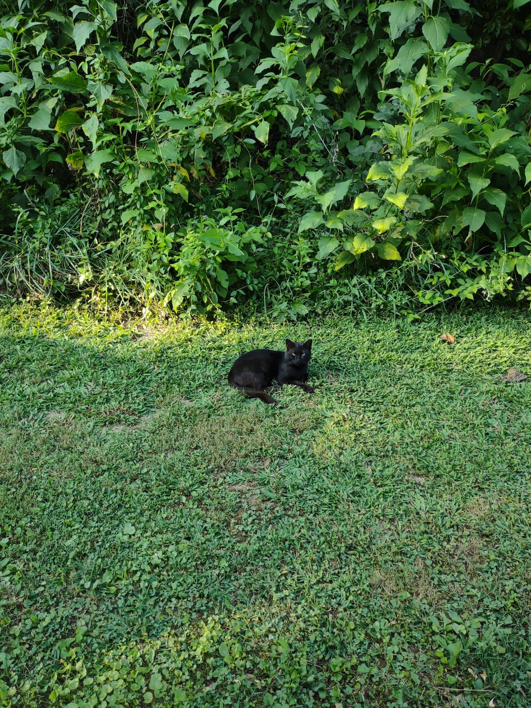 Customer photo review of GCP Flea & Tick Natural Defense for Cats - 100 Soft Chews