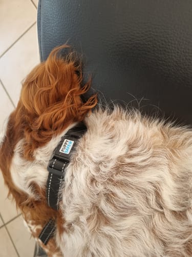 Customer photo review of Collier Anti Aboiement PuppySafe