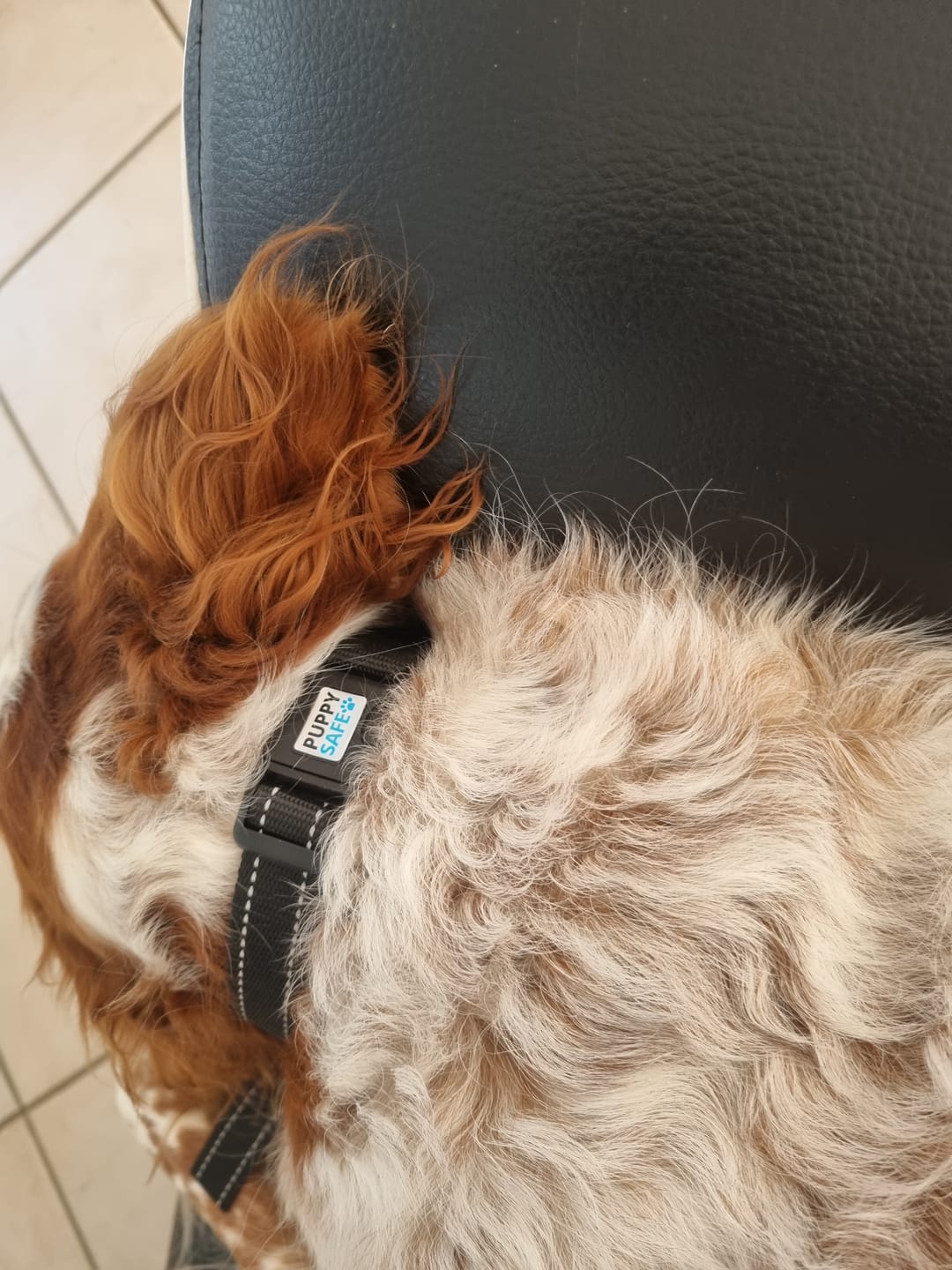 Customer photo review of Collier Anti Aboiement PuppySafe