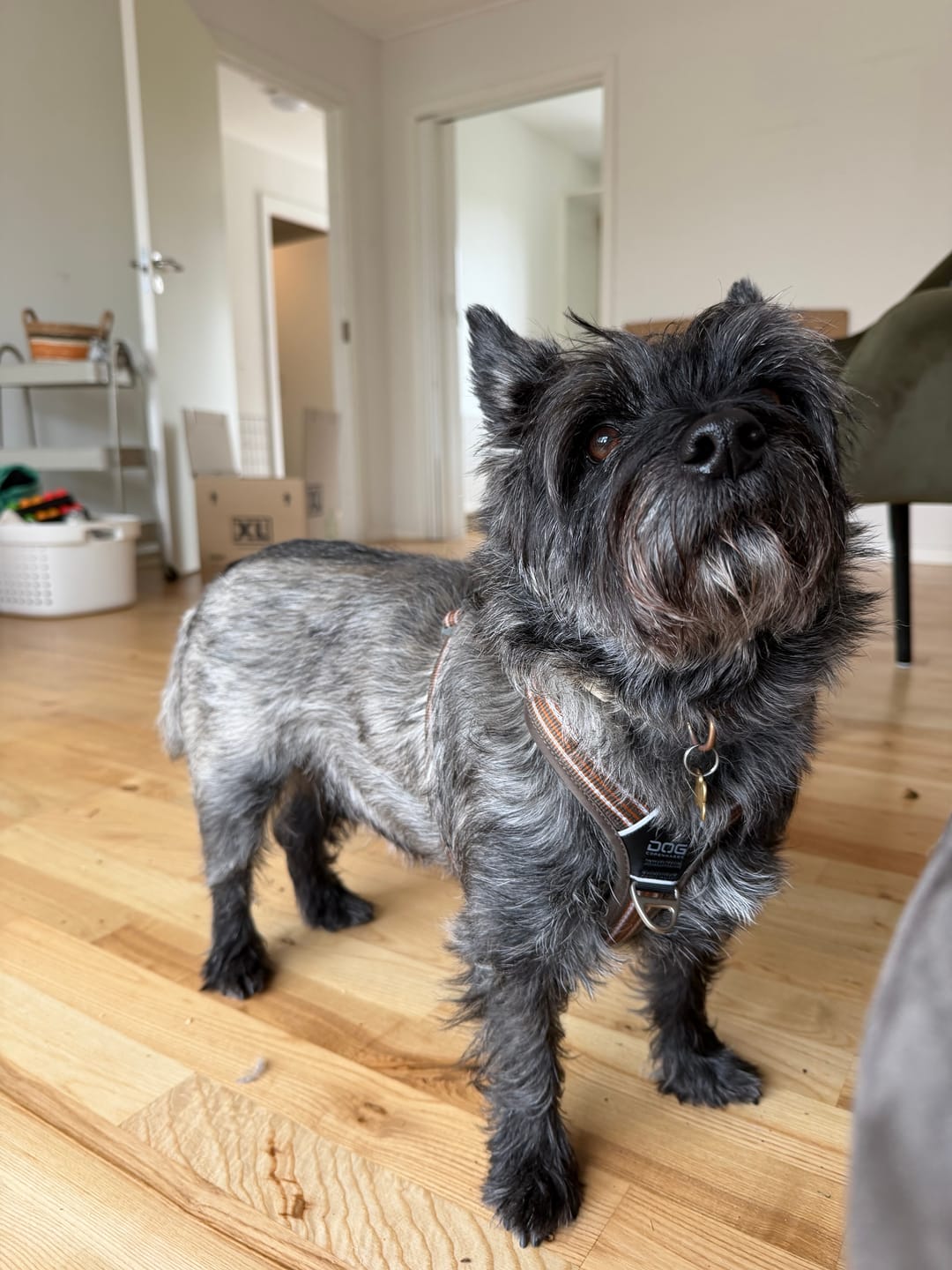 Customer photo review of Dog Copenhagen Walk Air™ hundesele Mocca