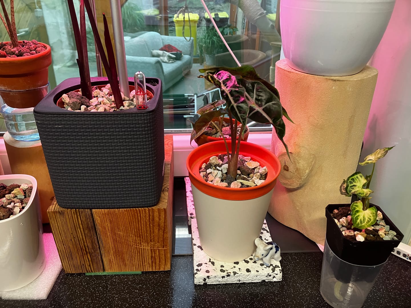 Customer photo review of ALOCASIA AMAZONICA