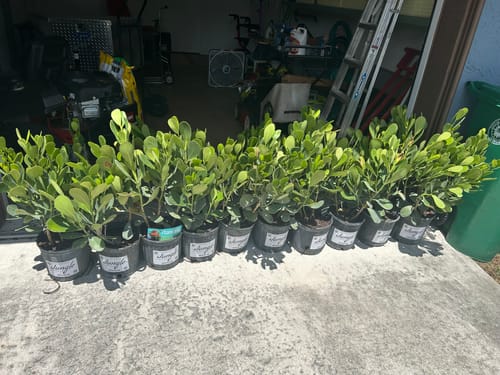 Customer photo review of Clusia