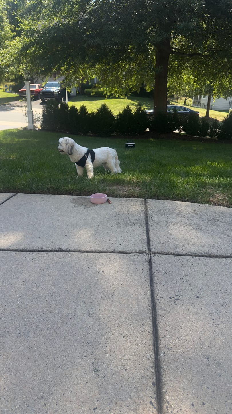 Customer photo review of Pup Stack