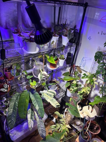 Customer photo review of Pianta Grow Light and Stelo Clip-On Bulb Holder Bundle