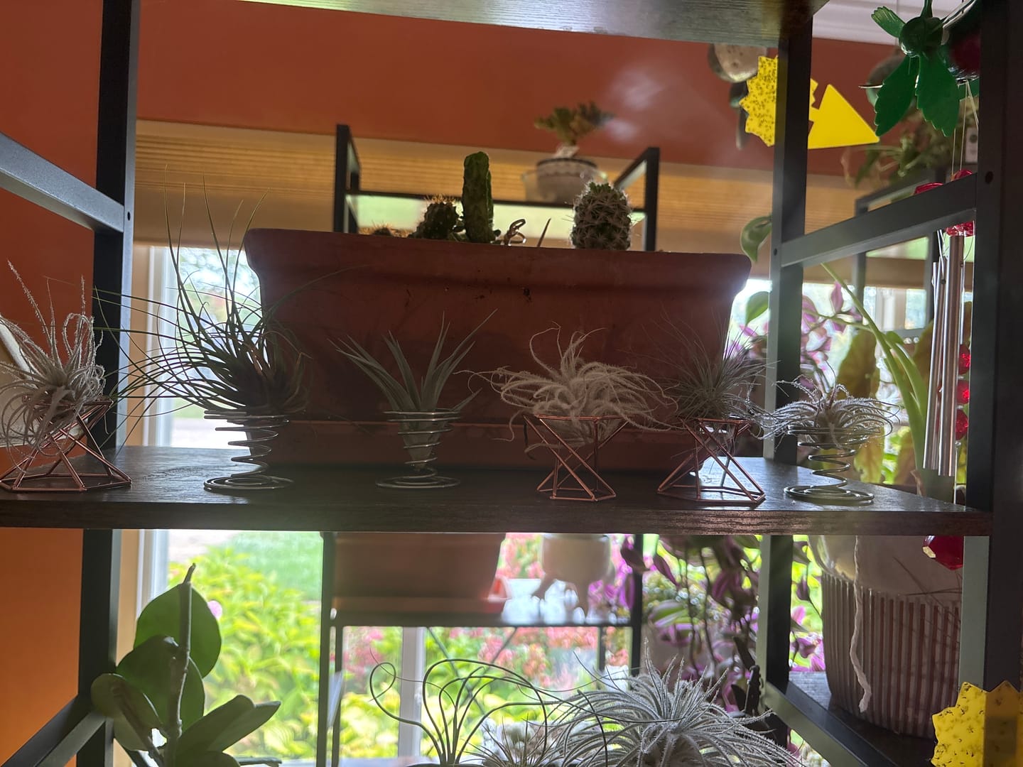 Customer photo review of Heavy Gauge Tall Wire Air Plant Holder