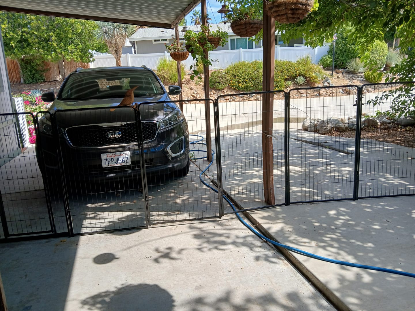 Customer photo review of Homeplus Dog Playpen for Indoor Use