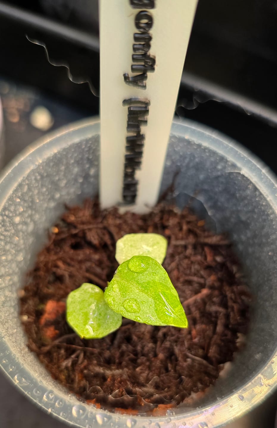 Customer photo review of Dragonfly (MrWWxND) highly Variagated batch