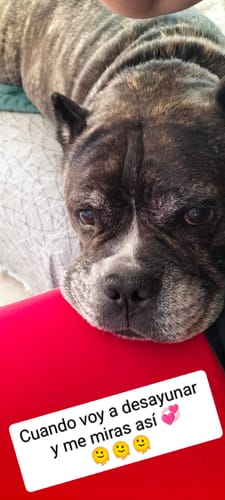 Customer photo review of Grain Free Light Salmón