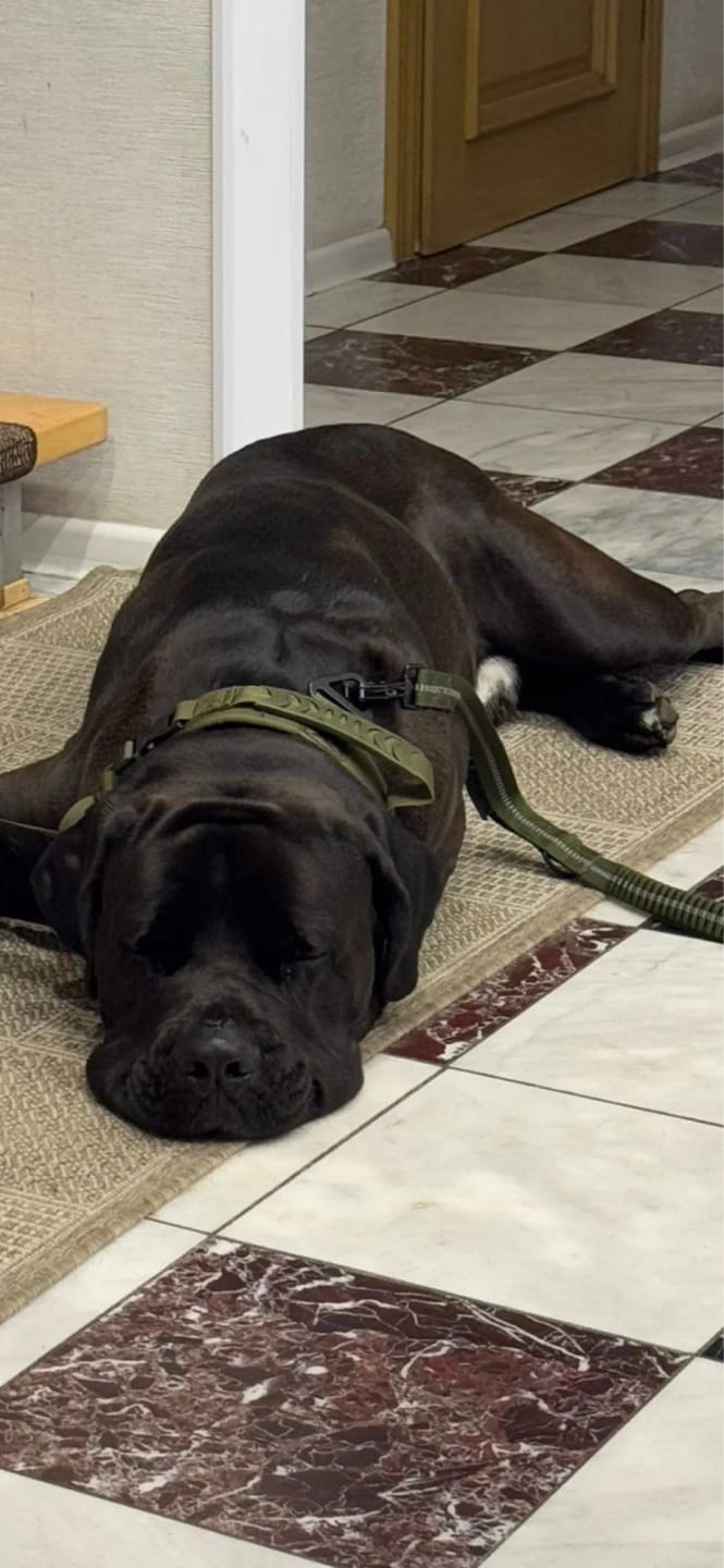 Customer photo review of 2.5" ProGuard Collar