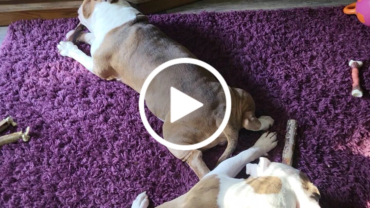 Customer video review of Ostrich Shaft Bones (11" x 2"): The Long-Lasting, Flavorful Chew for Medium to Large Dogs