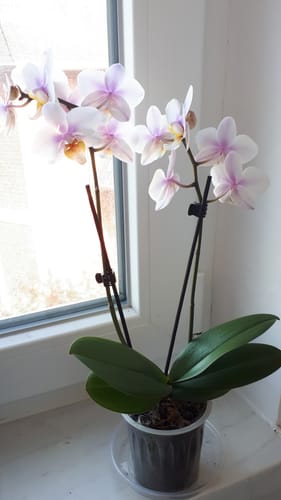 Customer photo review of Table Dance San José mit weiß-rosa Blüten und 2 Rispen