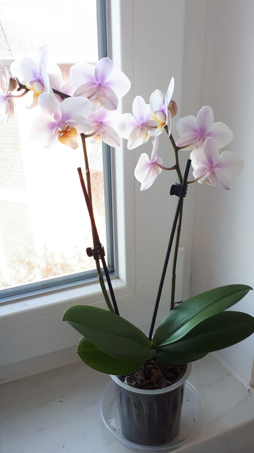 Customer photo review of Table Dance San José mit weiß-rosa Blüten und 2 Rispen