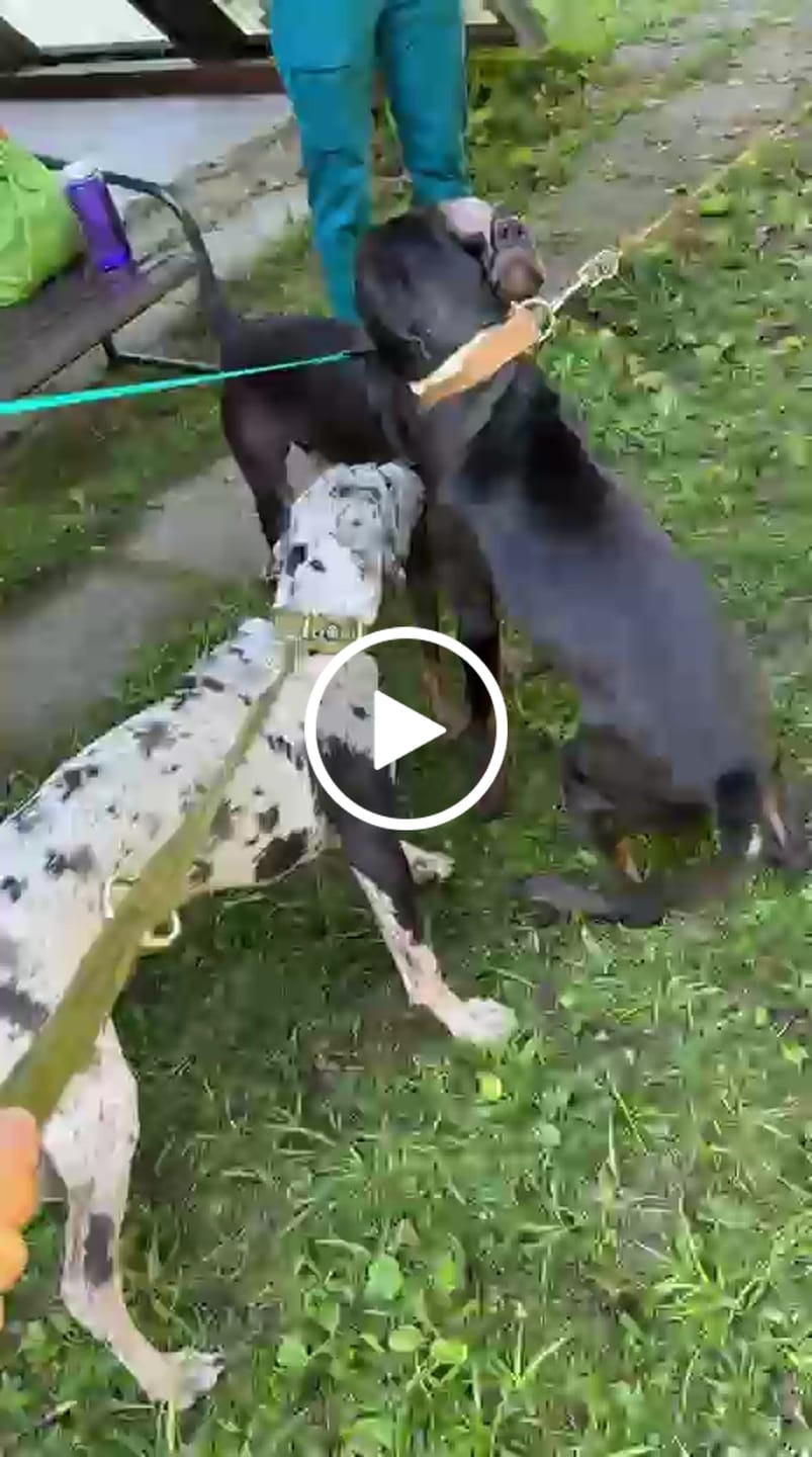 Customer video review of Training Double Ended Dog Lead | 2m Length -  Khaki
