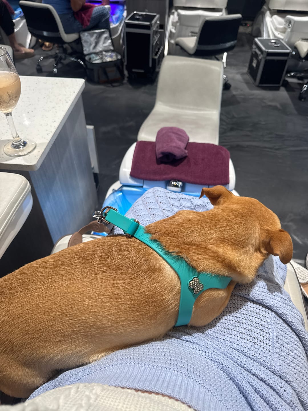 Customer photo review of Boneflex Mocha Ultra Harness