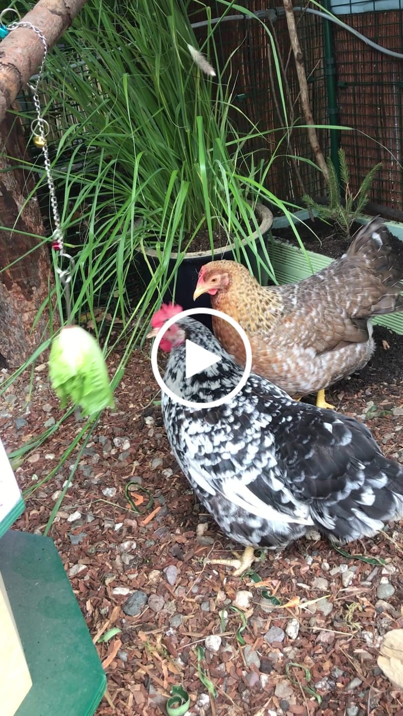 Customer video review of VetCare Legemehl – hochwertiges Hühnerfutter für Legehennen ohne Gentechnik | direkt vom Tierarzt