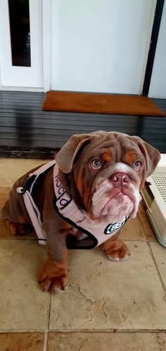 Rita R. review of Premium Comfort Herringbone Harness | Non Restrictive - Elegant Cream image 1 out of 3