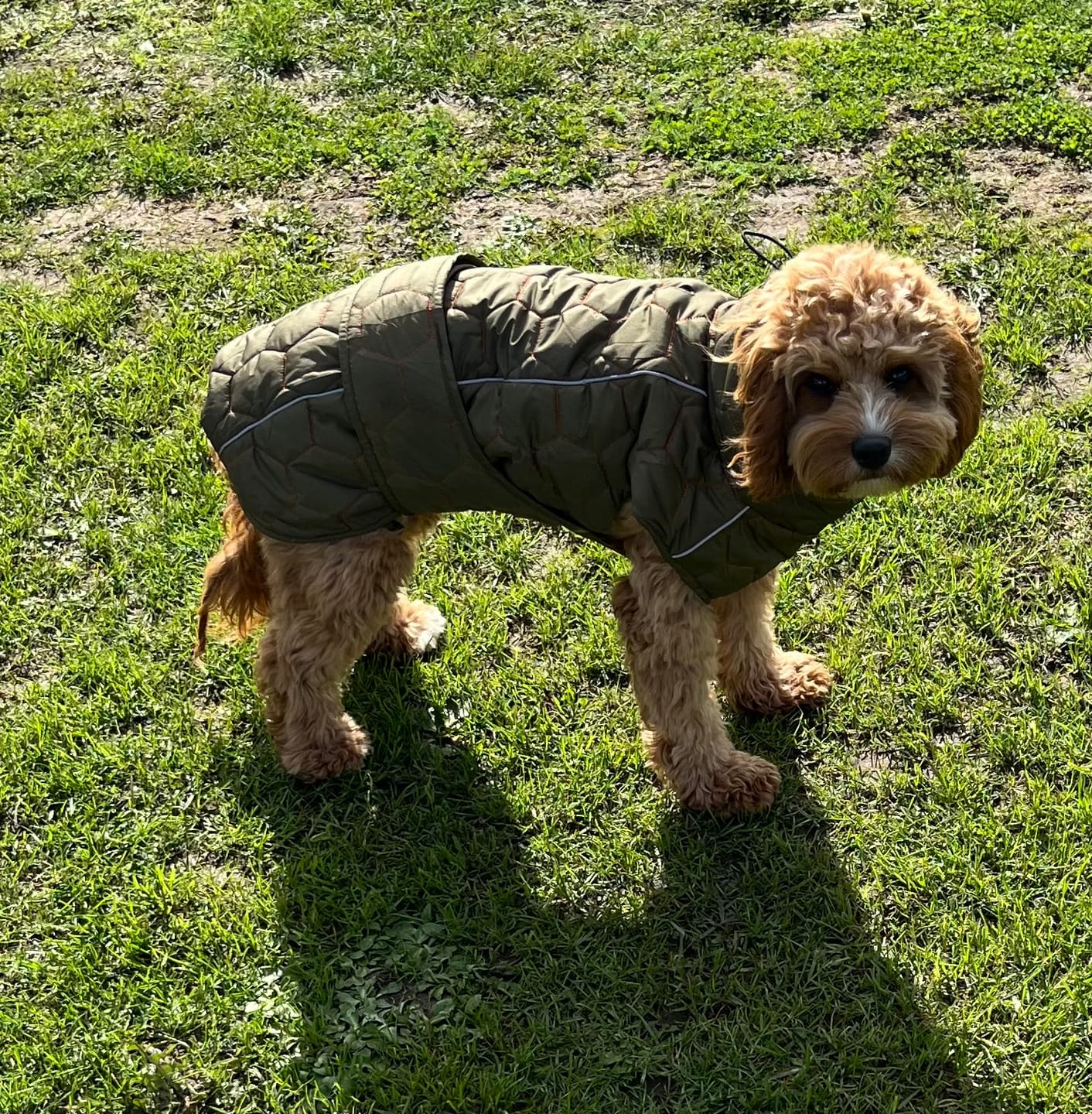 Customer photo review of Honey Comb Dog Coat