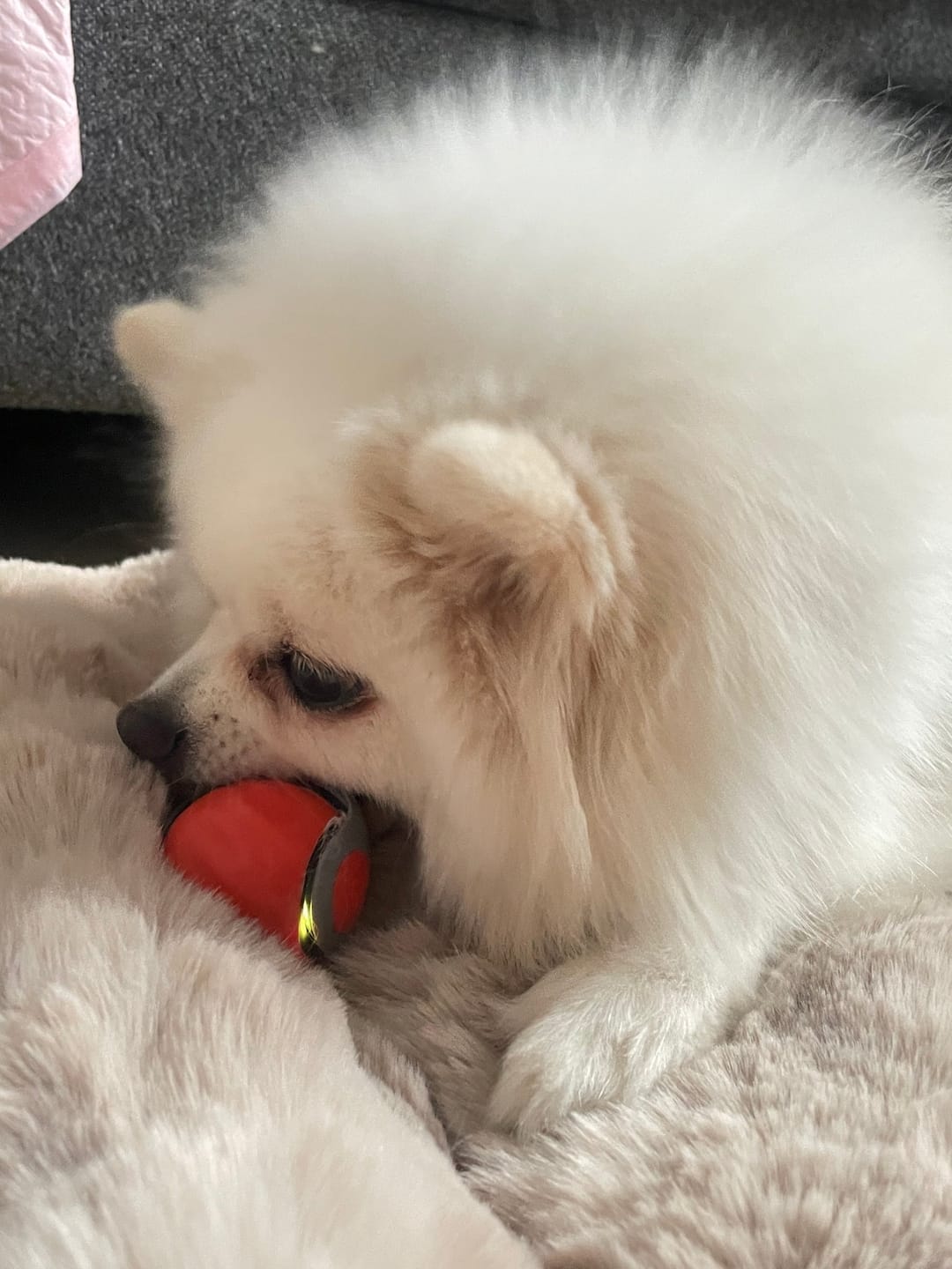 Customer photo review of Zoomball 2.0 - Houdt katten actief en speels