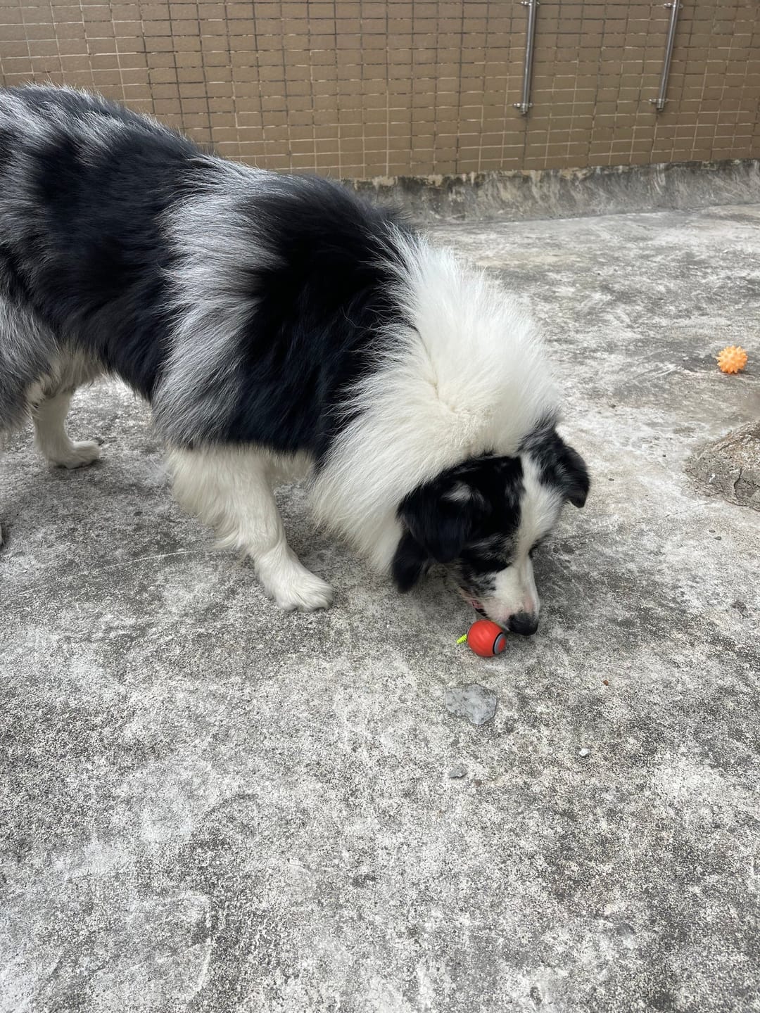 Customer photo review of Zoomball 2.0 - Houdt katten actief en speels