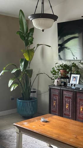 Customer photo review of Houseplant Top 40 Guide + Playlist