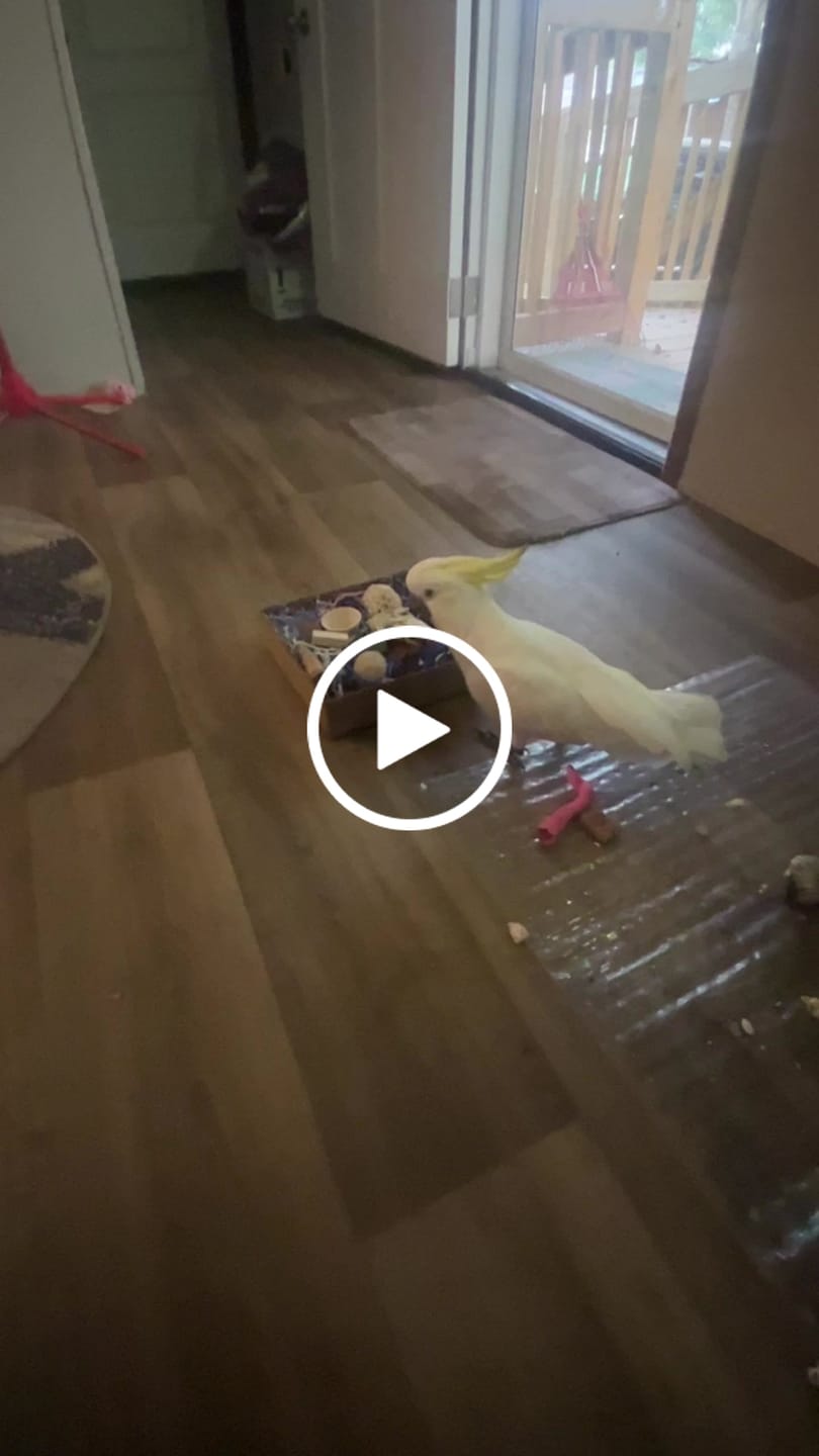 Customer video review of "BYOT" Foraging Flats by Cheep Thrills
