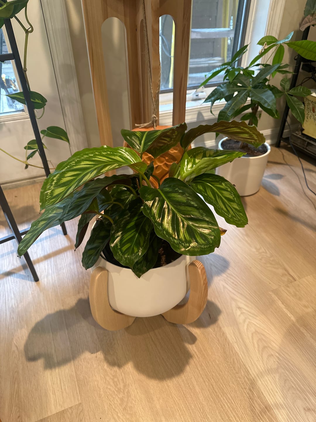 Customer photo review of Nested Plant Stand + Pot