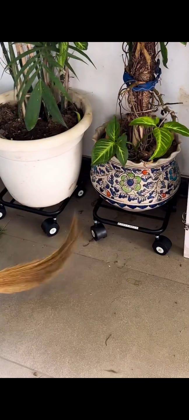 Customer photo review of TryGreen Daze Wheel Rolling Plant Stand for Planters