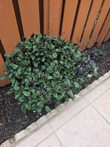 Customer photo review of Mona Lavender