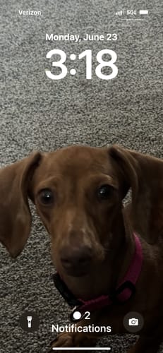 Customer photo review of Blueberry Yak Chews