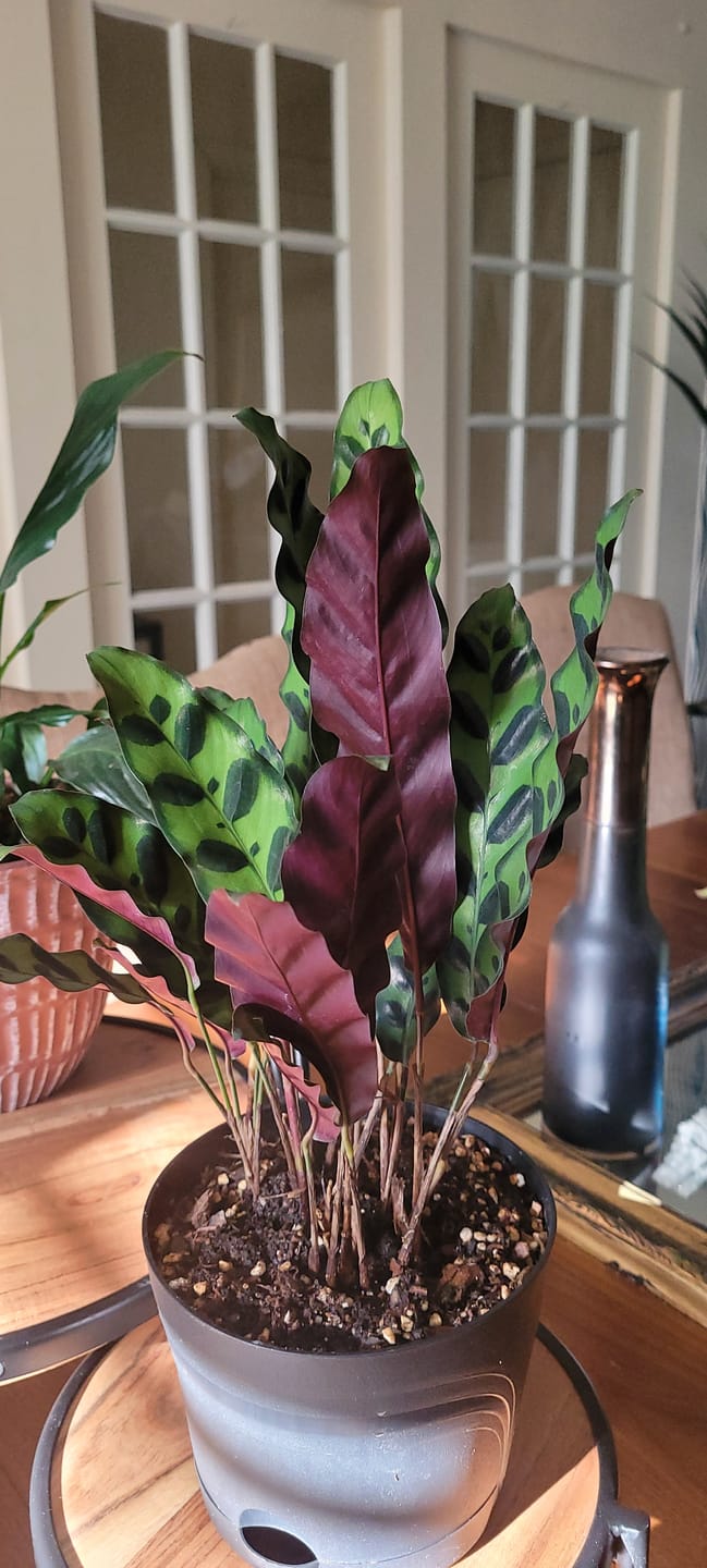 Customer photo review of Calathea lancifolia "Rattlesnake"