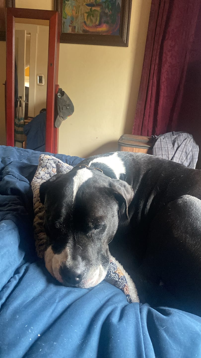 Customer photo review of Earthbones Dental Chews For Dogs