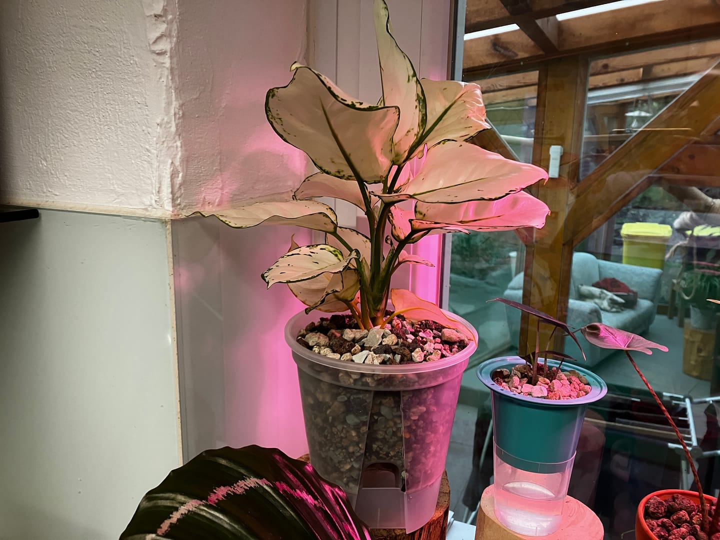 Customer photo review of AGLAONEMA WHITE JOY