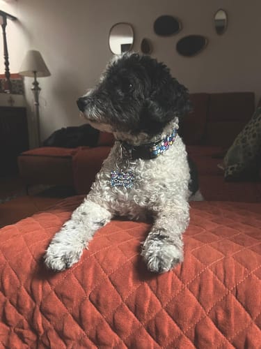 Customer photo review of Placa: Mosaicos