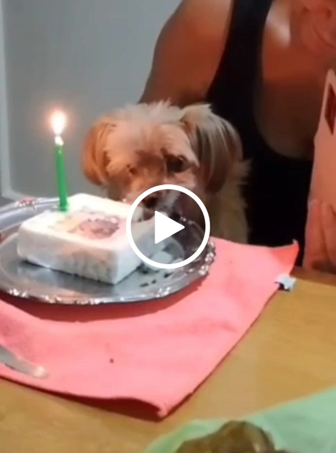 Customer video review of Fotogenica Torta Per Cani CON FOTO e NOME