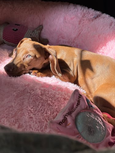Customer photo review of Cama Antiestrés para Perros